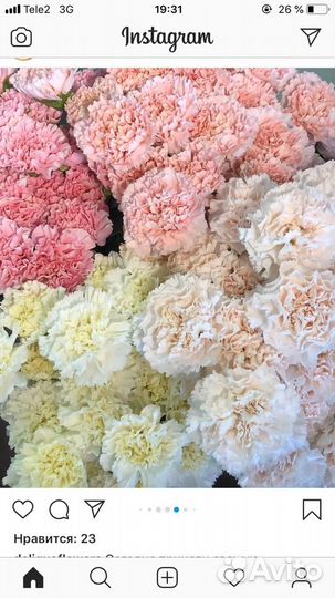 Розы Кения, Эквадор