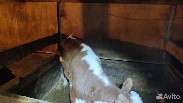 Тёлочка Герефорд