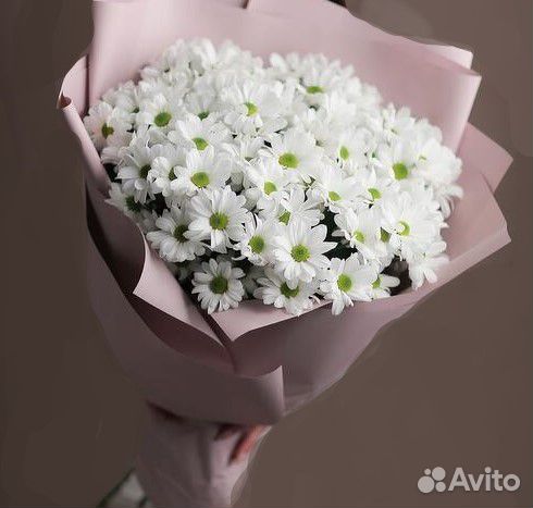Хризантема кустовая