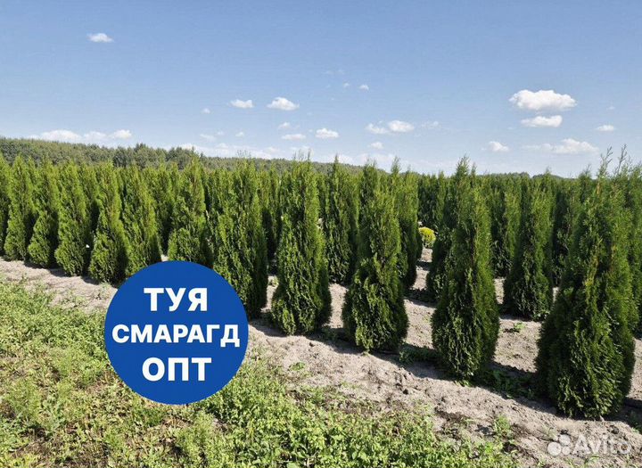 Туя смарагд рост 198 см /опт 150 шт