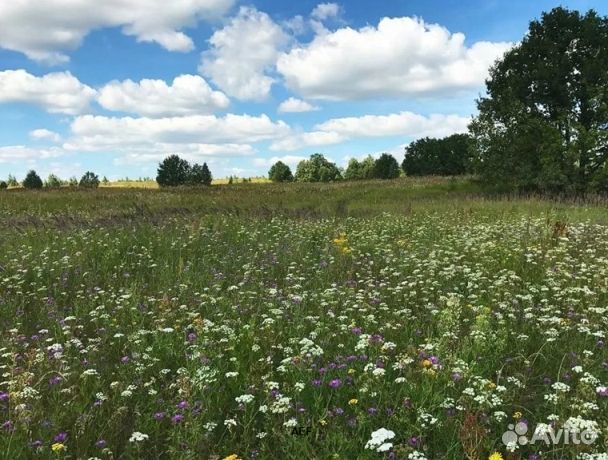 Мед 2024 года Алтайский опт