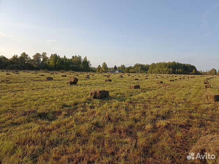 Сено в тюках