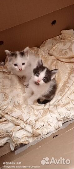 Котята в добрые руки