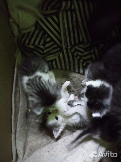 Кошка в дар