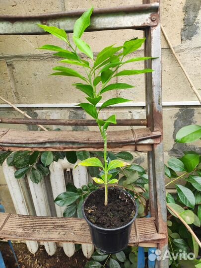 Танжерин Дэнси