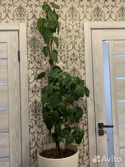 Гибискус китайская роза