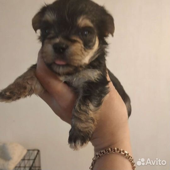 Йоркширский терьер с документами РКФ