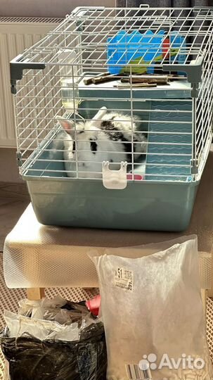 Декоративные кролики с клеткой