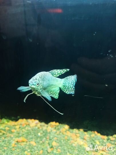 Рыбки гурами