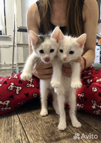 Котёнок отдам бесплатно