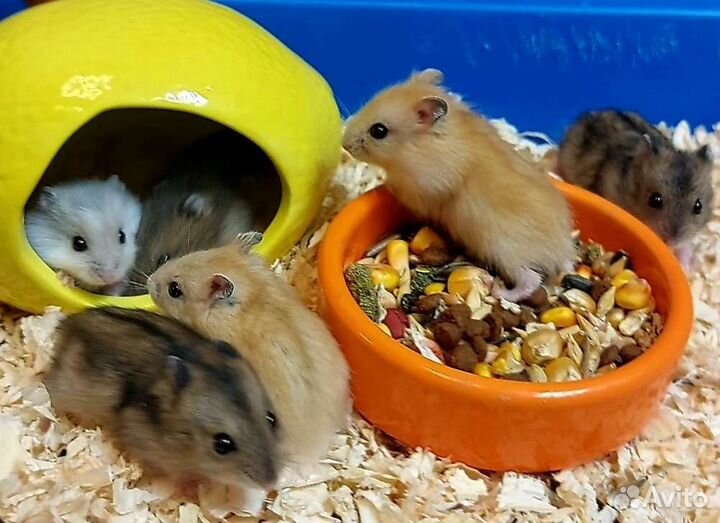 Джунгарский хомяк