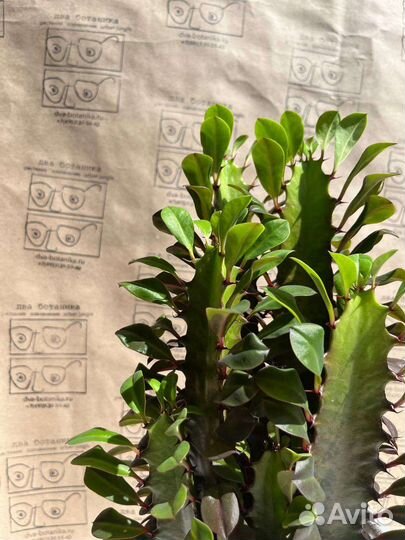 Эуфорбия Тригона Румба