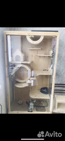 Шиншилла с витриной