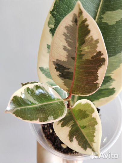 Фикус Эластика Тинеке