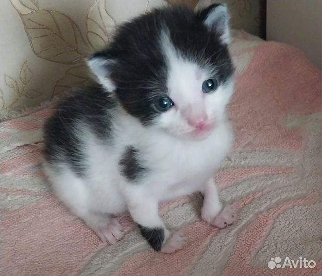 Котята в добрые руки бесплатно