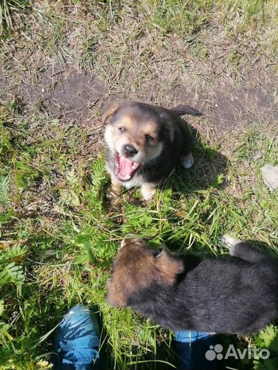 Щенки