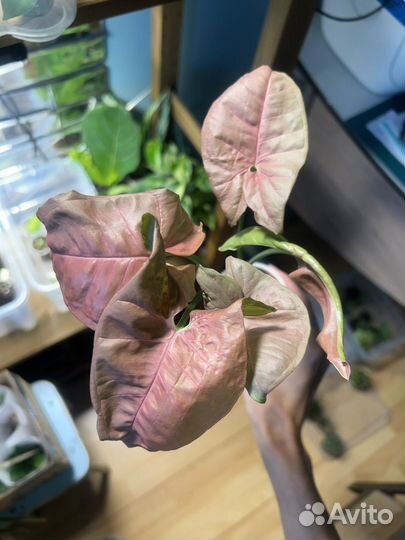 Сингониум neon робуста, орхидея ваниль