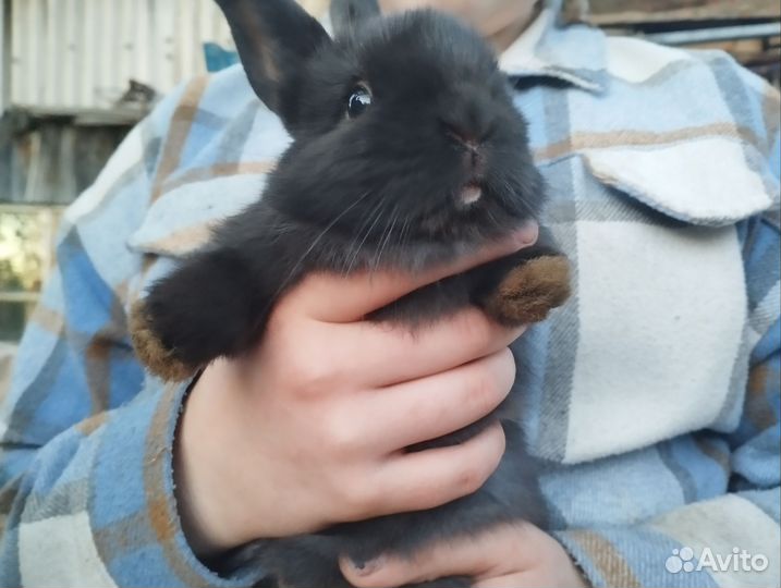 Крольчата мясные, для разведения