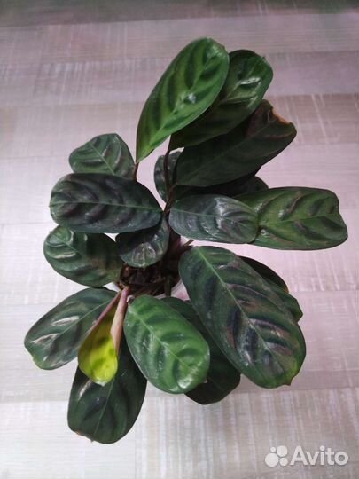 Калатея и ктенанта