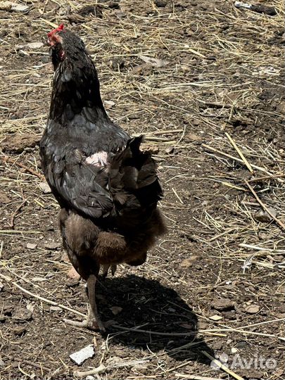 Куры несушки