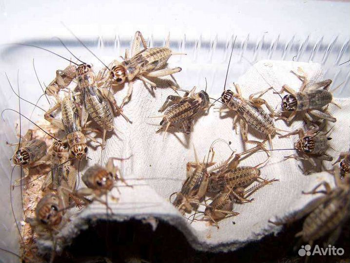 Сверчки, тараканы,зофобасы. Корм