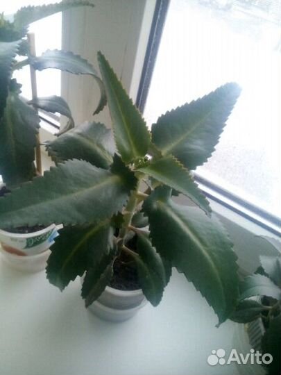 Каланхоэ лечебный