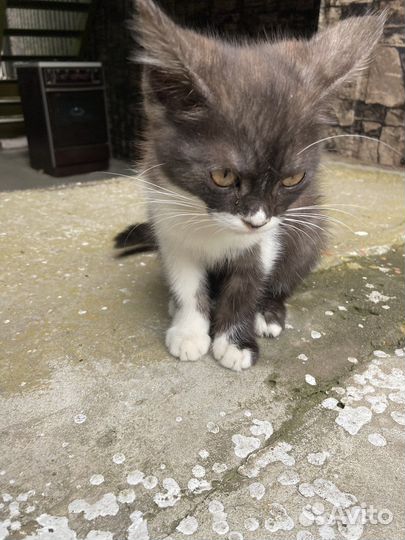 Кошки в добрые руки бесплатно