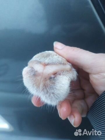 Носы бараньи