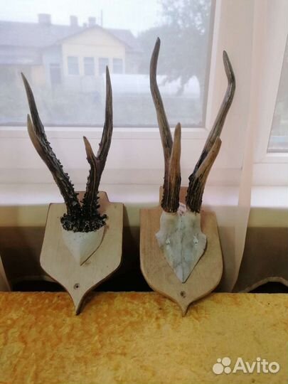 Охотничий сувенир. Рога косули