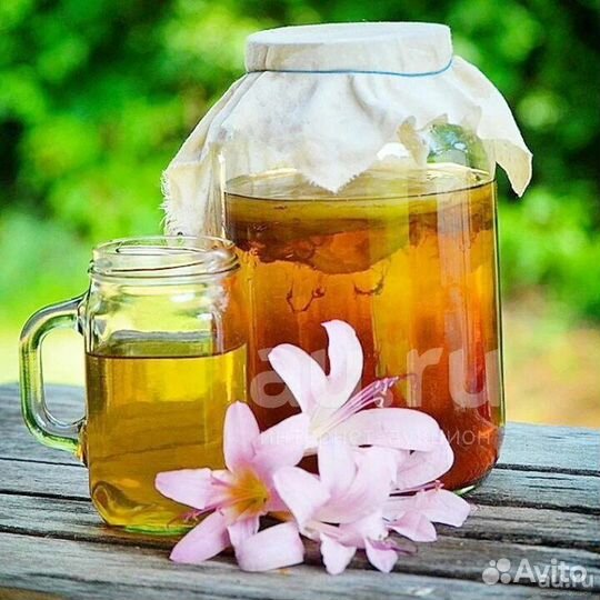 Чайный гриб