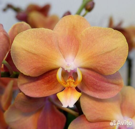 Phalaenopsis Monaco, midi