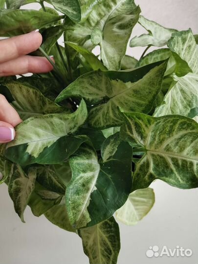 Сингониум Панда белая форма (Panda White Form)