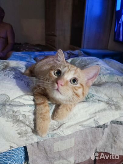 Рыжий котенок мальчик екатеринбург
