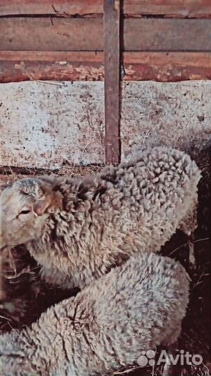 Бараны куйбышевские