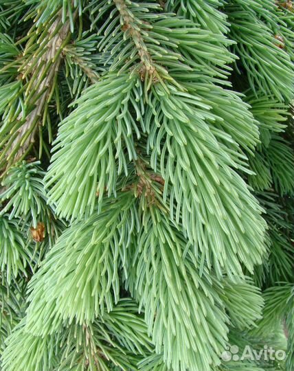 Ель глаука пендула