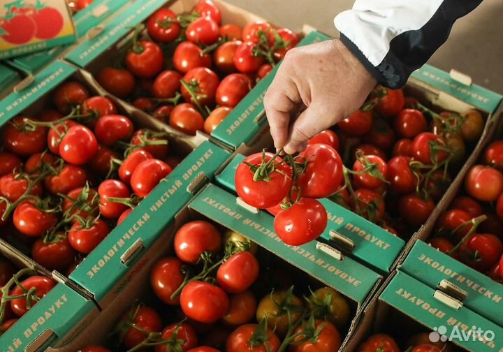 Переборщики сортировщики овощей ежедневная оплата