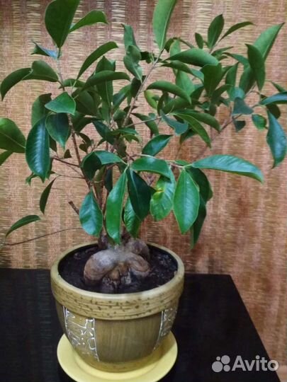 Фикус Гинсент