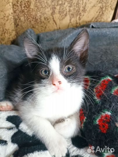 Котята в добрые руки бесплатно мальчик