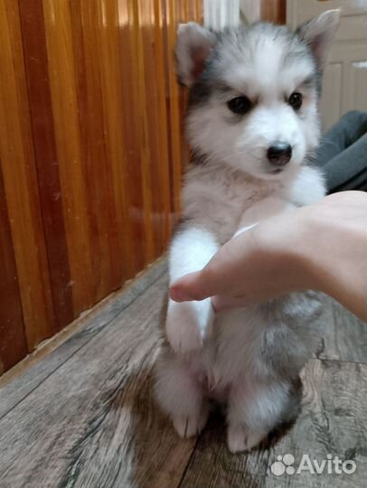 Щенки сибирской хаски