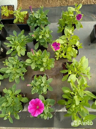 Вегетативная петуния (излишки черенков)