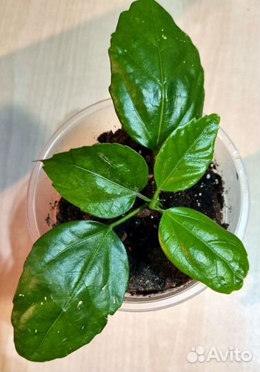 Фикус, крассула, хойя, гибискус, шеффлера