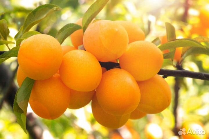 Яблоня, груши, сливы, абрикосы, вошня, черешня