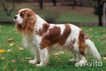 Мясо для собак - Вымя говяжье