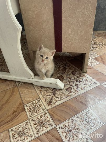 Отдам в добрые руки