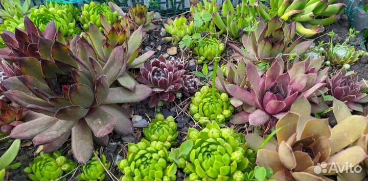 Очитки и молодило