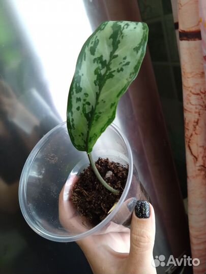 Аглаонема Ромео