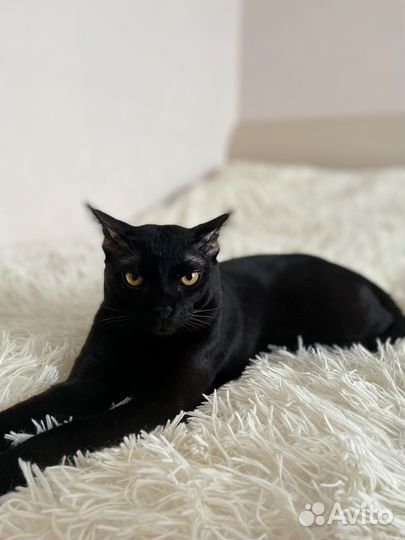 Бомбейские котята