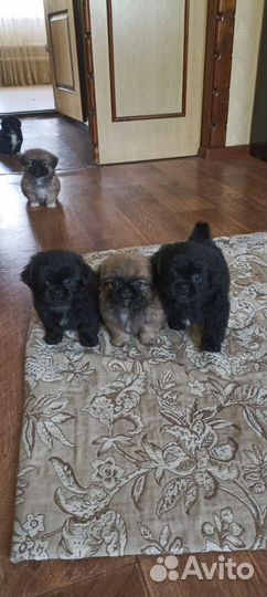 Щенки пекинеса