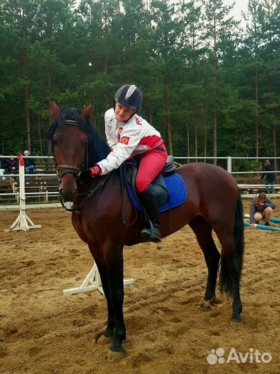 Молодой жеребец