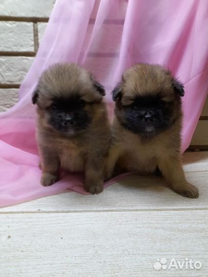 Щенки шпица